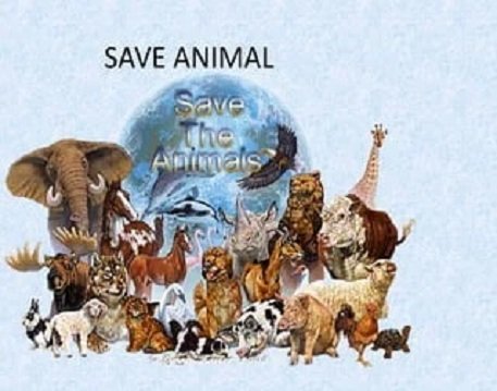 Animals